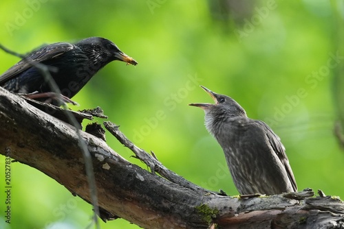 Quadro su tela A starling fledgling asks food