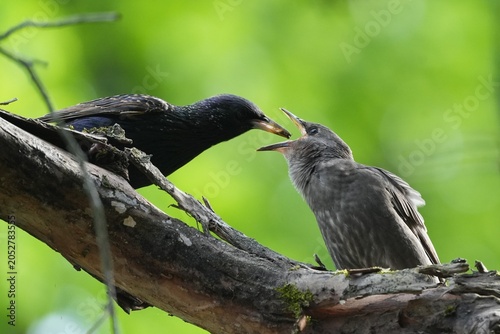 Valokuva A starling fledgling asks food