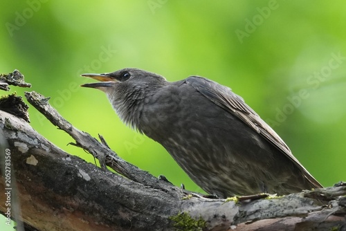 Foto A starling fledgling asks food