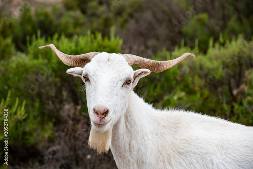 Photos Cabras blancas posiblemente de la raza Andaluza o Serrana.