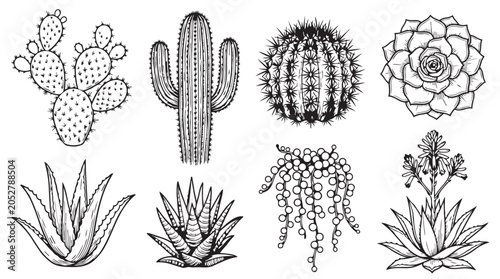 Hand drawn set of various desert cacti and succulent plants with succulent botanical illustration