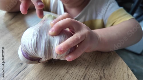 Child holding large garlic bulb close up kid hands exploring fresh organic vegetable healthy food concept