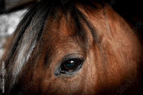 ojo de caballo