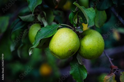 Manzanal