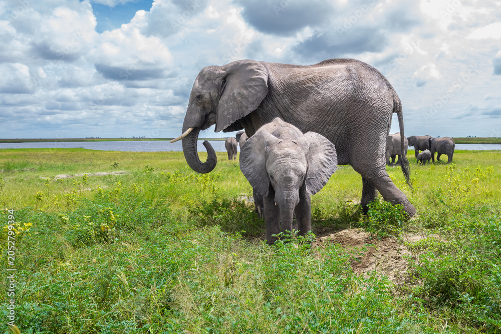 Fototapeta premium African elephant with a calf at a mud hole Chobe National Park