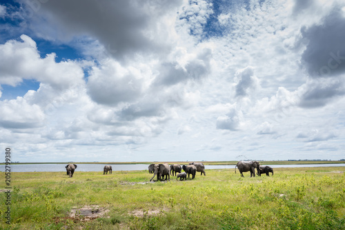 A herd of African elephants walking along the shore of the Chobe River.