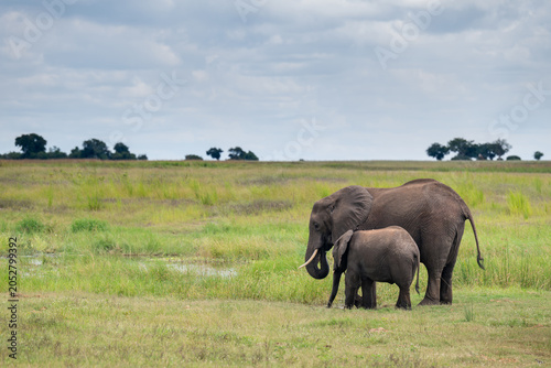 African elephants walking along near shore of the Chobe River.