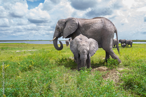 African elephant with a calf at a mud hole Chobe National Park