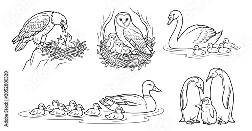 Cuadro en lienzo Hand drawn bird families coloring page, mother birds with chicks vector, wildlif