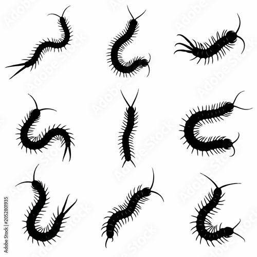 Bright centipede silhouettes isolated on white background