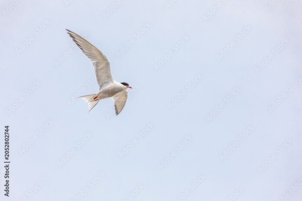 Fototapeta premium Die Bauchseite einer Seeschwalbe im Flug an einem bedeckten Tag gegen den Himmel aufgenommen