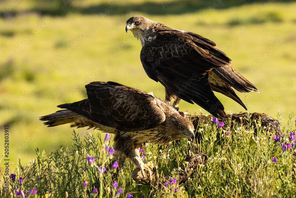 Fototapeta premium Habichtsadler-Paar am Boden