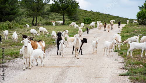Photos Cabras blancas posiblemente de la raza Andaluza o Serrana.