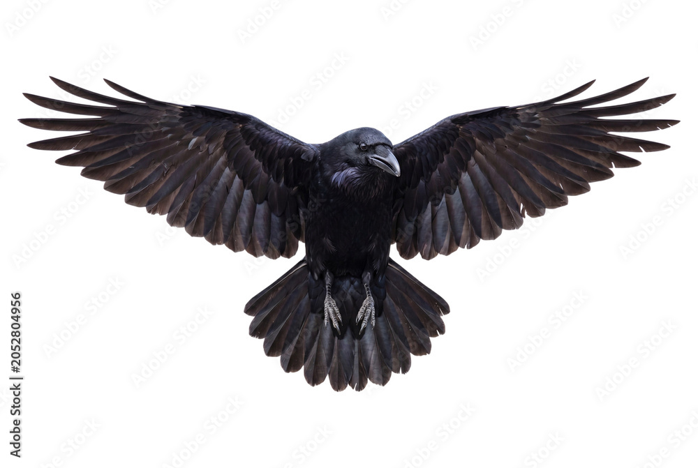 Obraz premium Raven With Wings Spread Detailed Photo On Transparent Background