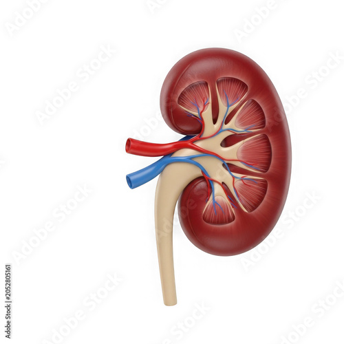 Illustration of a human kidney with blood vessels