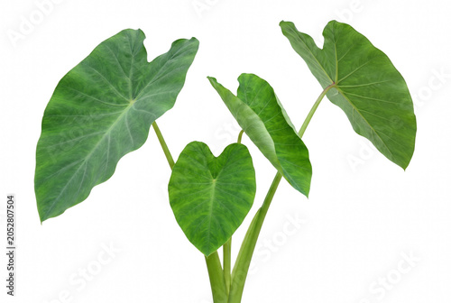 Lush Green Colocasia Leaves with Intricate Veins