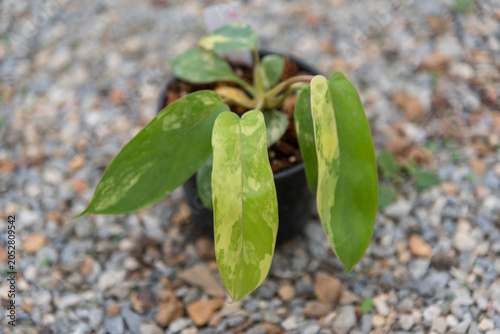 Philodendron Florida beautyx mayoi x spider 