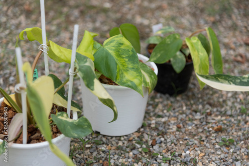  Philodendron Florida beautyx mayoi x spider 