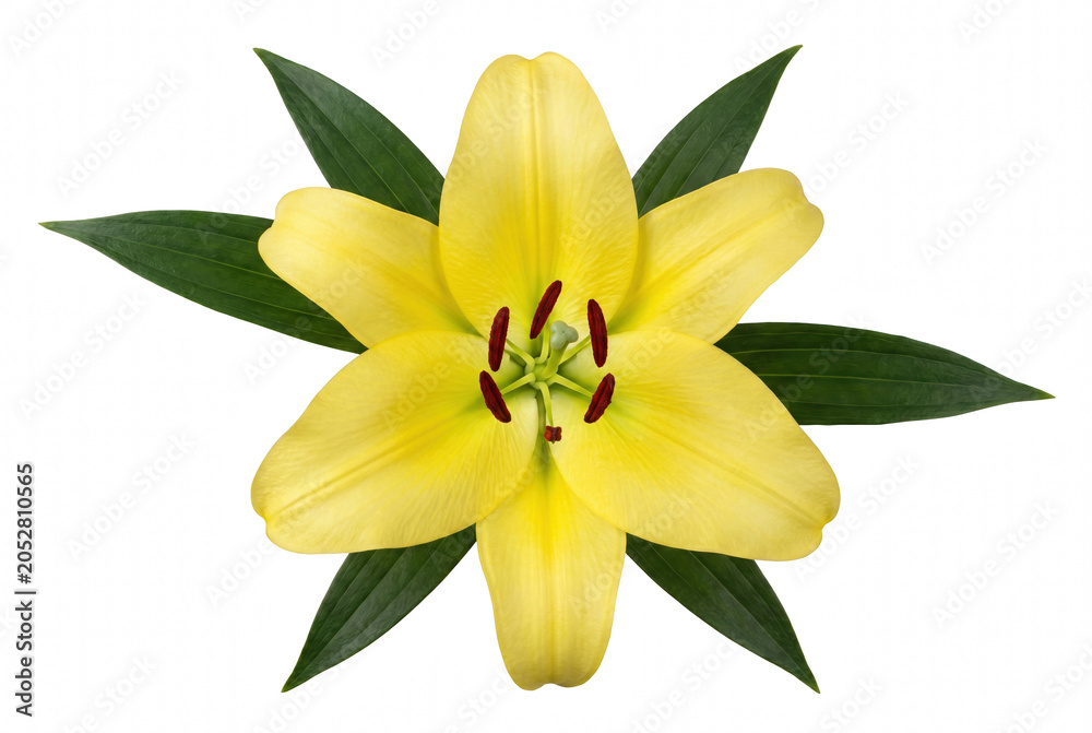 Fototapeta premium Vibrant Yellow Lily Flower with Green Leaves