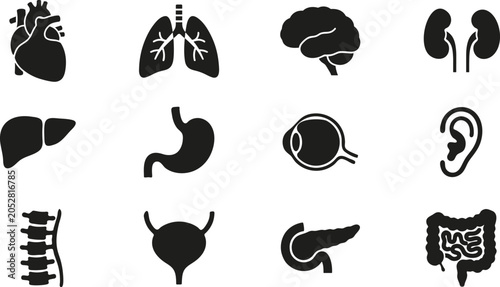 Bild auf Leinwand Medical organ silhouette set with heart, lungs, brain, kidneys, liver, stomach,