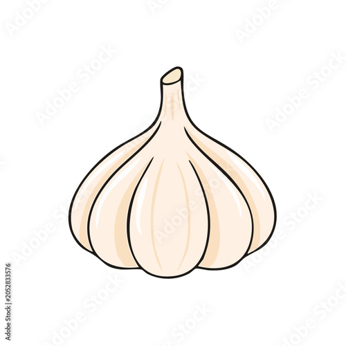 Illustration of a single ripe garlic bulb with segments and a stem
