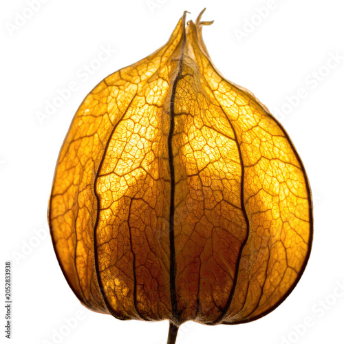 Physalis alkekengi lantern displays a delicate golden structure with intricate vein patterns isolated against a bright white background to emphasize its natural organic form.