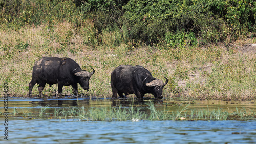 Photography Buffalo in water during safari in Botswana at midday