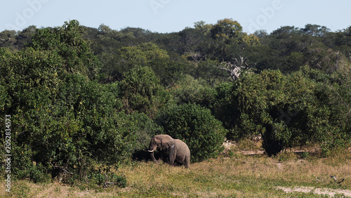 Photography Exploring wildlife in Botswana during a safari with elephants in the landscape