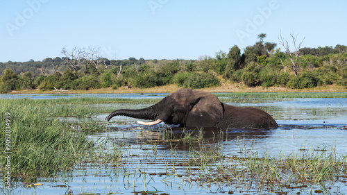 Photography Elephant bathing in water during safari in Botswana in bright sunny weather