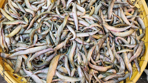 A top-down view of many small freshwater spiny eels piled inside a traditional woven bamboo basket at a local market.