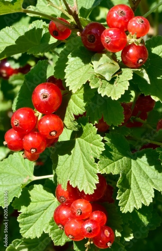Groseilles à grappe