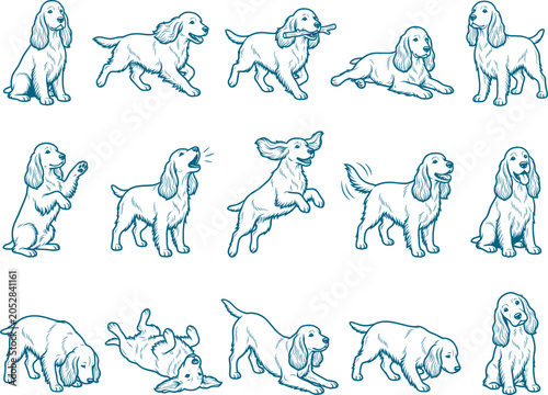 Cocker spaniel dog illustration pack containing multiple active and resting poses for design