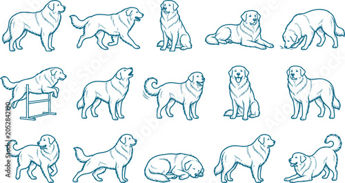 Set of golden retriever or pyrenean dog sketches showing large breeds in diverse positions
