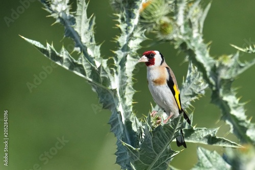 chardonneret elegant dans les chardons
