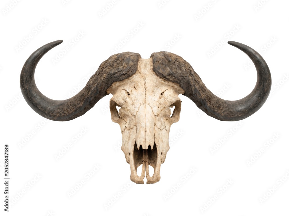 Fototapeta premium Full symmetry frontal view of a weathered African buffalo skull isolated on transparent background.