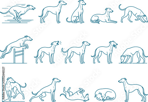 Sighthound dog line art bundle showing whippet and greyhound movements for sports