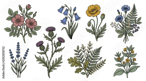 Vintage-style outlined flower sketches featuring retro botanical designs, with detailed hand‑drawn, contoured vector graphics of floral plants and blooms, etched and isolated on a white background