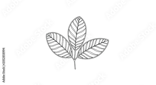 Schilderij op canvas Minimalist line art drawing of three connected leaves, representing growth, nature, sustainability, or organic products