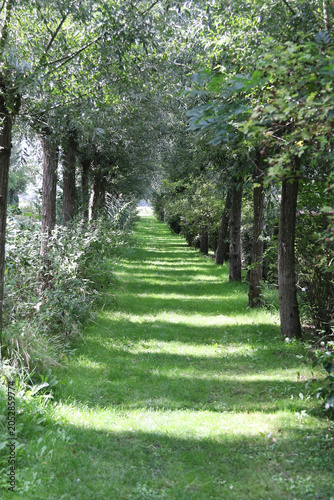 Forest path