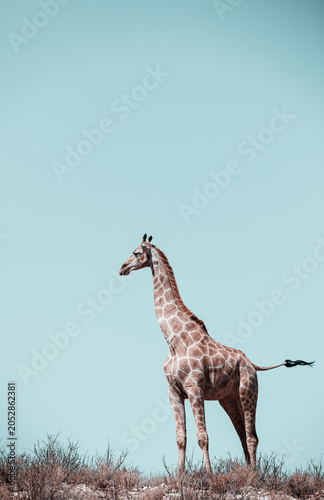 giraffe against a teal sky 
