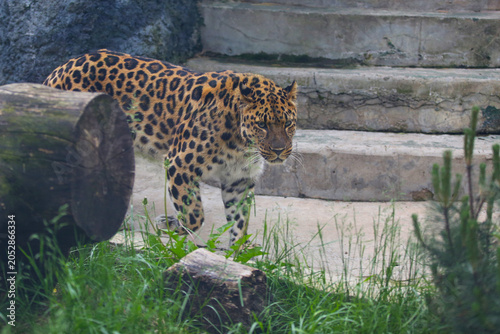 A Far Eastern leopard, amur leopard, Panthera pardus orientalis, the rarest cat in the world, at a zoo in Moscow, Russia