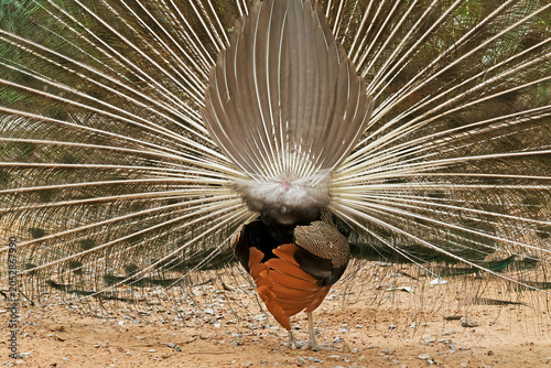 Unique back view of a male peacock displaying the intricate structure of its fanned tail feathers from behind