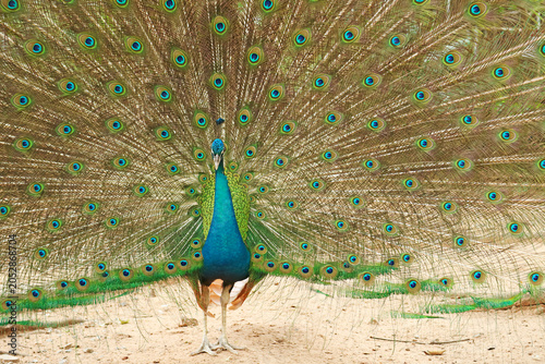 Full body shot of a male peacock strutting on the ground during a magnificent tail feather display