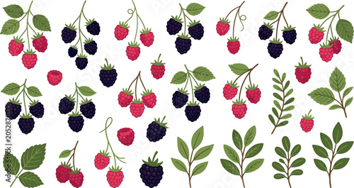 Fotografija Collection of fresh raspberries and blackberries with green leaves raw food rasp