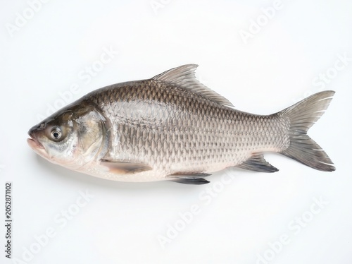Fresh Catla Carp Fish on White Background