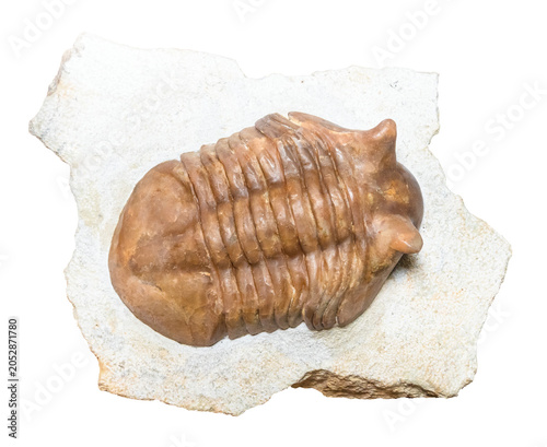 trilobite fossil in limestone matrix cutout on white background