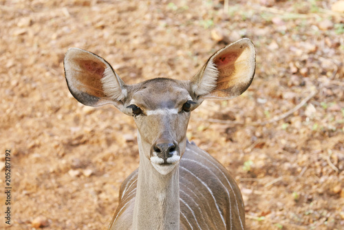 Front view portrait of a female Lesser Kudu looking directly at the camera with large alert ears