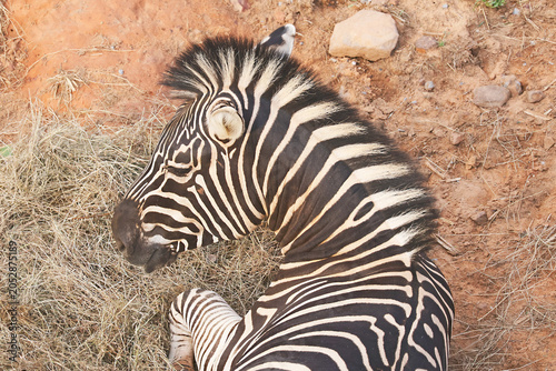 Over the shoulder view of a zebra lying on the ground and turning its head back to look