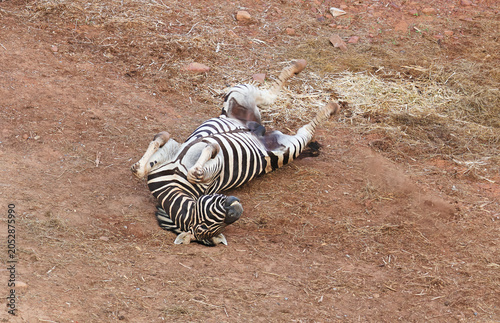 Funny moment of a zebra rolling on its back with legs up in the air to scratch an itch