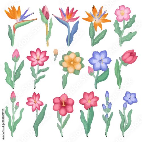 Watercolor Pink Flowers Vector Illustration - Elegant Hand Drawn Peony and Rose Floral Elements Clipart Set